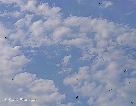 "This image captures a lively sky filled with soft, scattered clouds, providing a dynamic backdrop for nine barn swallows soaring gracefully overhead. The birds are positioned at various angles, their wings spread wide as they glide effortlessly through the open sky. The scene evokes a sense of movement, freedom, and harmony between nature and the elements." - Copilot