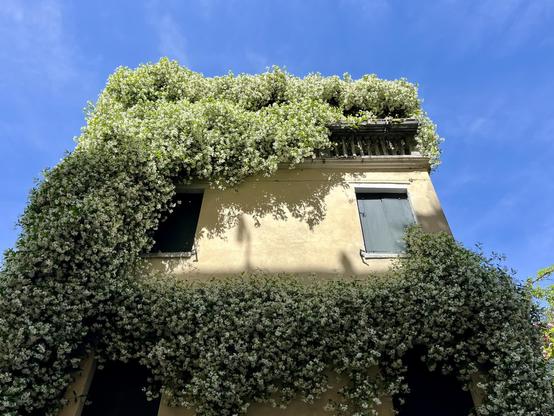 Colour photo taken looking up at the top storey of a yellow-painted house. It is only two windows wide - the one on the right is covered by closed dark green wooden shutters, and the one on the left is only partly visible due to the exuberance of a rampantly flowering jasmine which covers almost the entirely of the house, like a roiling waterfall of thousands upon thousands of white blossoms and green leaves. The sky behind is periwinkle blue, faintly streaked by some white wisps of cloud. I wish I could photograph the scent too, which is intoxicating.