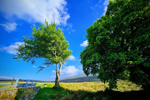 A vibrant outdoor shot featuring two lush green trees against a brilliant blue sky with fluffy white clouds. The tree on the left stands alone with a white fence partially visible in the foreground, while the tree on the right fills a significant portion of the frame. The ground beneath the trees is a mix of green grass and golden-brown dry foliage, suggesting a sunny day. In the background, rolling hills rise gently under the vast sky.