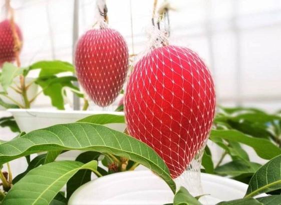 Biomass-Energy-in-Shikaoi-Hokkaido-001