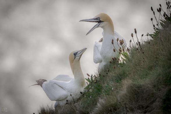 The northern gannet (Morus bassanus) is a striking seabird known for its elegant appearance and spectacular hunting technique. With a wingspan that can reach nearly two meters (over six feet), it glides effortlessly over coastal waters. Its plumage is predominantly white, accented by black-tipped wings and a soft golden hue on its head and neck during the breeding season.

Northern gannets are famous for their high-speed dives, plunging into the ocean from heights of up to 30 meters (100 feet) to catch fish. They streamline their bodies just before impact, reducing drag and minimizing injury. They also have special adaptations, such as air sacs in their face and chest to cushion the blow and protect them from the force of entry.

These birds breed in large, noisy colonies on rocky cliffs and islands around the North Atlantic.