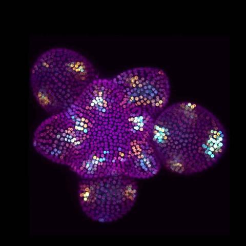 The cover image shows flower buds forming from the stem cells of Arabidopsis thaliana. To show how randomly the gene DR5 is turned on, researchers used two identical copies of the gene—one glowing blue, the other yellow. In some cells, both are active (appearing white), while others show only blue or only yellow, highlighting the randomness. Still, DR5 is generally active where the hormone auxin tells it to be. All cell nuclei are marked in magenta. Image credit: Shuyao Kong.
