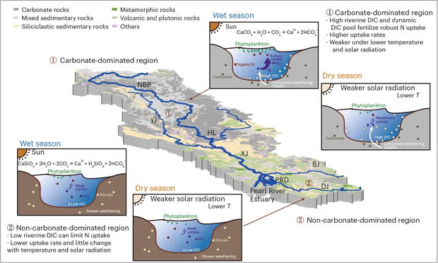 Schematic diagram of the impact of geological variation on the NO3- and organic N transformation across carbonate and non-carbonate-dominated regions in dry and wet seasons.