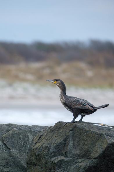 Double-crested Cormorant perched on a rock in Cape May saltmarsh, facing left in soft light