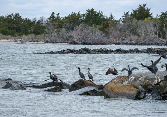 Group of Double-crested Cormorants resting and preparing for takeoff on jetty rocks in Cape May Harbour