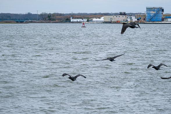 Flock of cormorants taking flight across Cape May Harbour with extended wings.