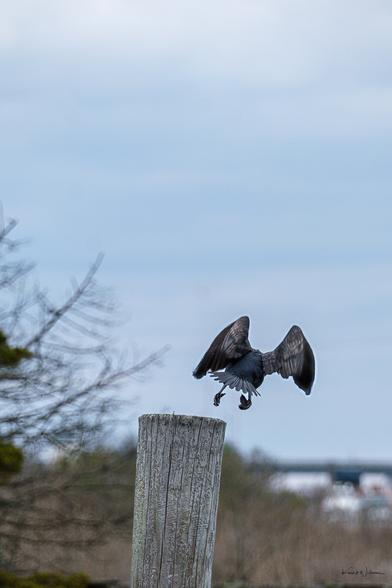 Double-crested Cormorant pushing off from wooden piling with wings extended wide