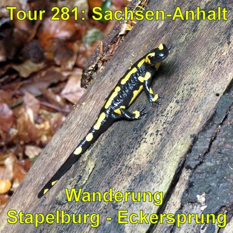 Ein Feuersalamander mit schwarzer Haut und auffälligen gelben Flecken und Streifen kriecht über einen dunklen, feuchten Holzuntergrund. Im Hintergrund liegt eine Schicht aus herbstlichem Laub in verschiedenen Brauntönen. Das Licht scheint diffus, was auf einen bewölkten Tag oder eine schattige Umgebung im Wald hinweist. Der Salamander ist deutlich fokussiert und nimmt eine zentrale Position auf dem Bild ein.