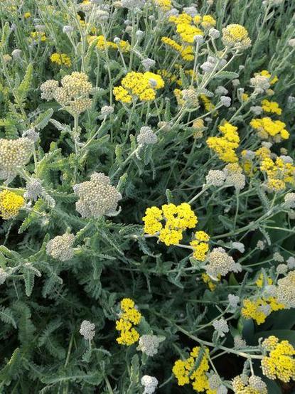 Gelbe und weiße Blüten der Schafgarbe mit grünen, gefiederten Blättern