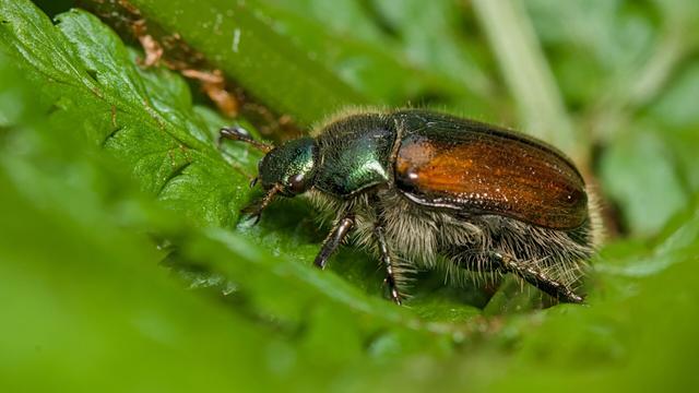 Rozenkever - Phyllopertha horticola