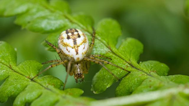 Driestreepspin - Mangora acalypha