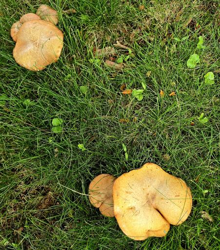 A couple of brown-yellow mushrooms on grass.
