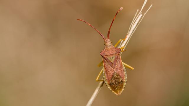 Smalle randwants - Gonocerus acuteangulatus