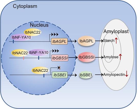 Diagram of a cell cross-section focused on component interactions between the cytoplasm, nucleus, and amyloplast. Annotations indicate that overexpression of IbNAC22 improves starch and amylose contents, IbNAC22 directly activates the expression of IbGBSSI, a key gene for amylose biosynthesis but suppresses the expression of IbSBEI, a key gene for amylopectin biosynthesis. IbNAC22 directly interacts with IbNF-YA10, while overexpression of IbNF-YA10 significantly improves starch and amylose contents.
