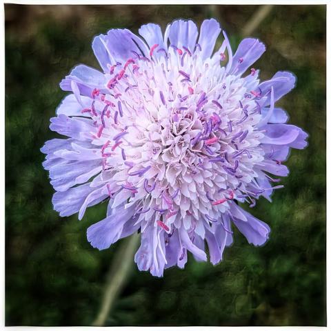 A close-up shot from directly above showcases a delicate, pale purple pincushion flower, likely a scabious. The flower head is a mass of tiny florets, with longer, paler purple petals radiating outwards. In the centre, numerous slender, pale pink stamens tipped with purple protrude, giving it a textured, pincushion-like appearance. The background is a soft, blurred green, suggesting foliage.