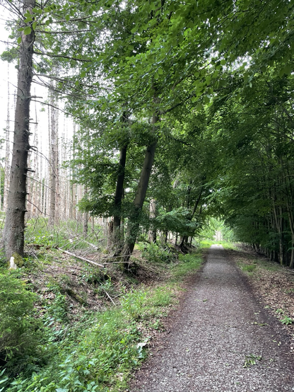 Waldweg, gesäumt von Buchen, links daneben abgestorbene Fichten