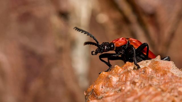 Zwartkopvuurkever - Pyrochroa coccinea