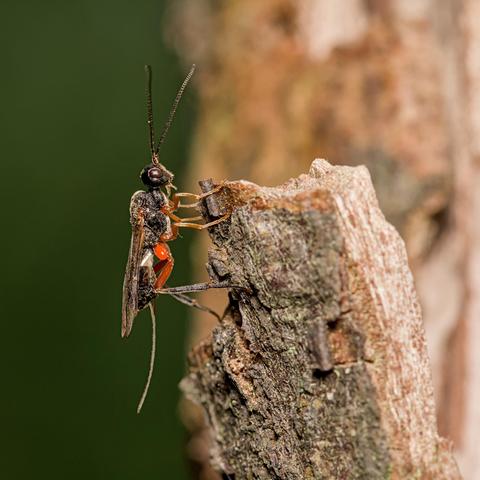 Schildwesp onbekend - Braconidae indet.