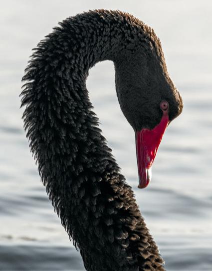 A black swan from with an aggressive posture