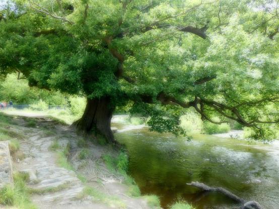 Soft focus view of an ancient oak on the rocky riverbank of a river
