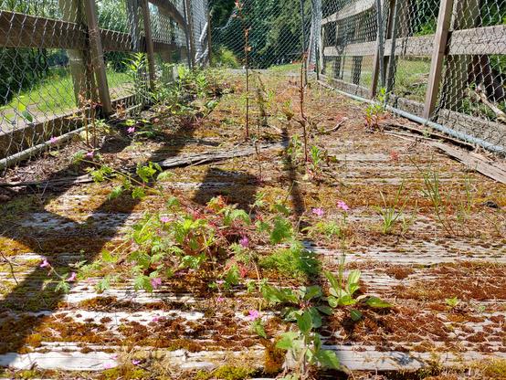 a low view of a bridge across a creek, blocked off on all sides with chicken wire, significantly overgrown with moss & weeds, and the shadow of a NO TRESPASSING SIGN out of sight cast down on its floor