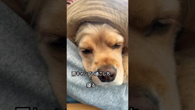 雨の日は、休憩！ #アメリカンコッカースパニエル #わんこ連れキャンプ #キャンプ #cockerspaniel
