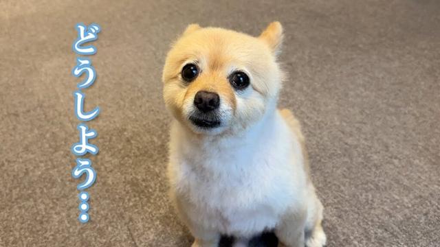 愛犬のことで悩んでいることがあります…