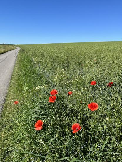 Ein schmaler Asphaltweg führt durch leicht hügelige Felder auf den Horizont zu, Klatschmohn leuchtet in der Sonne, darüber strahlend blauer Himmel.