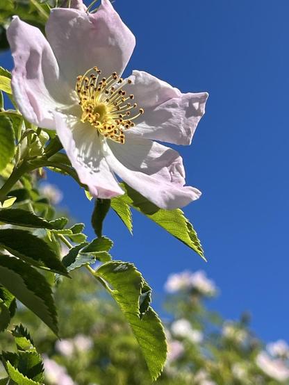 Heckenrosen in der Sonne vor blauem Himmel.