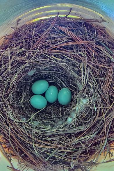A look into a Bluebird nest in a round nestbox. The nest is made of pine needles and grasses and contains four beautiful teal colored Bluebird eggs.