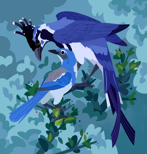 A painting of two jays; a black-throated magpie-jay and a smaller scrub jay. They're stood on a branch with small leaves.