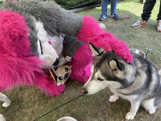 Lupe (left) petting a husky on some green grass