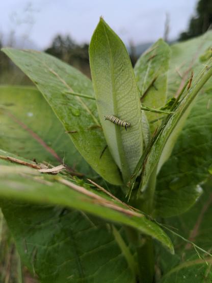 Milkweed with very small monarch caterpillar on the underside of one leaf