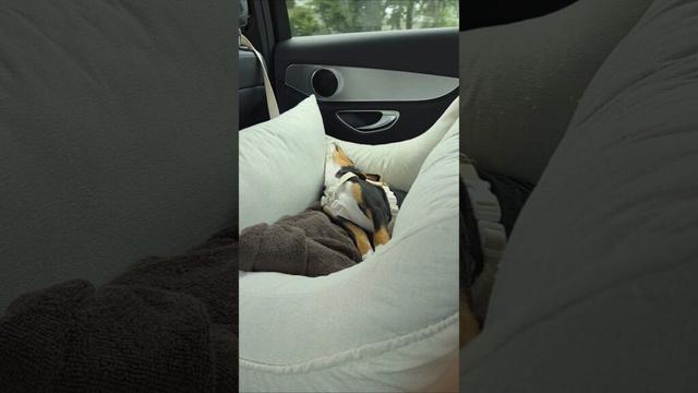 이랬는데 도착하면 벌떡일어남 #basenji #바센지 #dog #басенджи #バセンジー #강아지