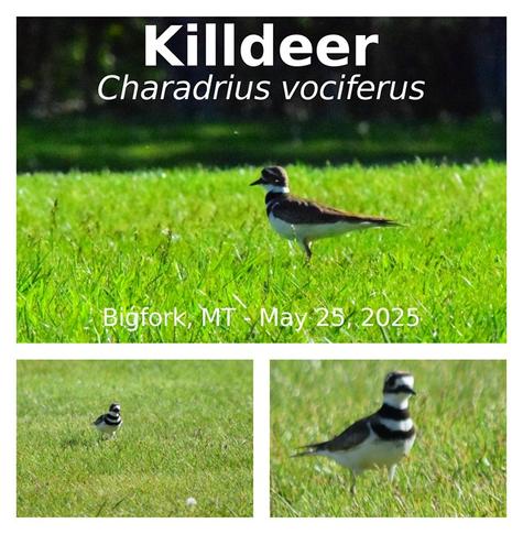 Killdeer - Charadrius vociferous
Bigfork, MT - May 25th, ,2025
#Animalia #Craniata #Aves #Charadriiformes #Charadriidae #Charadrius #vociferus
#birds #bigforkmt #flathead #montana #eaglebend #nature #wildlife #birdingmt #photography #nativespecies #bird #killdeer #plover