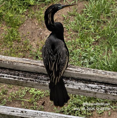 Beautiful black water bird, with strange features.  Dark, jet black feathers with silver highlights on the wings, and colorful pastel shades around the eyes.