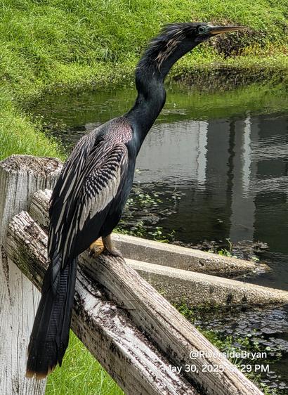 Beautiful black water bird, with strange features.  Dark, jet black feathers with silver highlights on the wings, and colorful pastel shades around the eyes.
