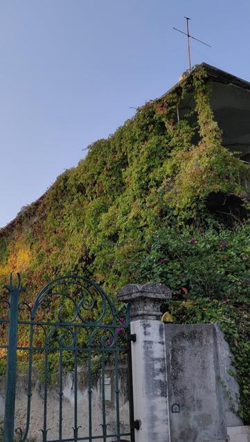 A imagem mostra parte uma moradia abandonada há muito, com dois pisos totalmente cobertos por trepadeiras verdes. No topo do edifício está o que resta de uma antena de televisão, com dois braços em cruz grisseira. A vegetação é densa e cobre paredes, janelas e as colunas das pequenas varandas em ambos pisos, trepando até à cobertura. Em primeiro plano, o portão da moradia adjacente, em elaborado ferro forjado pintado de verde escuro, um dos seus pilares, em alvenaria, com a pintura branca magenta pela humidade e, no topo, um pequeno remate em pedra, bem como parte do muro da moradia abandonada, coberto pela folhagem, com uma pequena área visível , de cor escura, onde a pintura desapareceu totalmente. Ao longo do edifício a vegetação está iluminada pela claridade pálida do entardecer. A atmosfera geral é de abandono mas ao mesmo tempo de vibrante  triunfo da natureza.