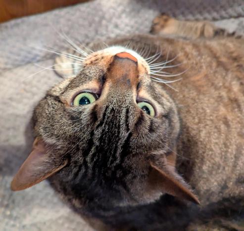 Waffles the three-legged, chonky, tabby cat, sitting on his bed, looking up at me.