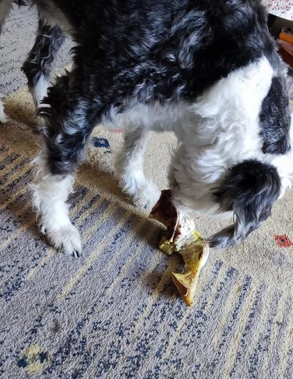 Mellie eating her frozen bone on the rug in our living room.