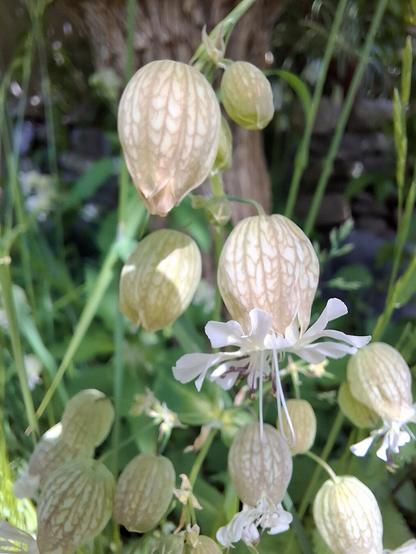 Close-up of a blooming bladder campion (English: Bladder Campion – Silene vulgaris – German: Taubenkropf-Leimkraut) showing its delicate white petals emerging from an inflated, veined calyx shaped like a small balloon. The fine details of the flower’s papery, bladder-like structure are in sharp focus. In the softly blurred background a stone wall and a rough, furrowed bark of an elder tree (Sambucus nigra; Schwarzer Holunder) provide a contrasting texture, grounding the scene in a natural setting.