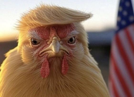 Man sieht eine Hühnerküken in gelb, als Porträt, rechts daneben eine amerikanische Flagge. Das Huhn hat die Gesichtszüge von Donald Trump. Insbesondere die Augen und der Schnabel mit den runtergezogenen Mundwinkel erinnert sehr an den Präsidenten. Aber ganz deutlich lässt es an Trump erinnern, weil es den besonderen Windscheitel hat, wie Trumps Haare immer liegen.

Optisch ist also Trump, das Chicken, worüber sich viele Amerikaner lustig machen, weil er bei dem Zollkrieg ständig Rückzieher vor seinen eigenen Maßnahmen macht.