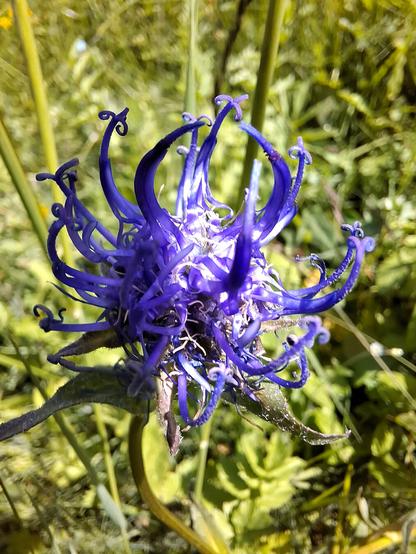 Close-up of a spherical devil’s claw (Phyteuma orbiculare; Kugelige Teufelskralle) with deep violet-blue, spiky petals forming a globe-shaped flower. It stands out in a lush green meadow, with grasses and blurred wildflowers in the background under natural light.