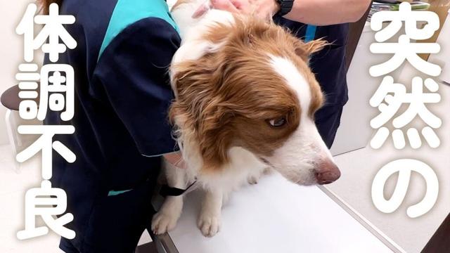 いつも元気な愛犬が体調不良になってしまい急遽病院へ行ってきました・・・😭💦【ボーダーコリー・オーストラリアンシェパード】