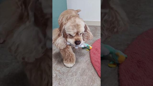 誕生日プレゼントに喜ぶ犬（コッカースパニエル）
