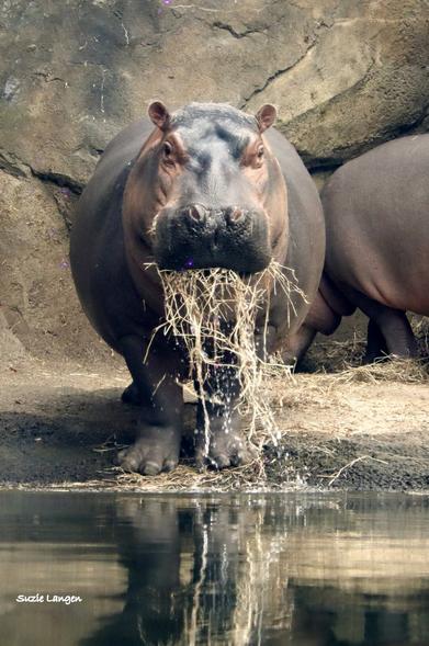 The image shows two hippos, both gray and brown, standing in a river. One of the hippos is partially submerged in the water, and it appears to be eating something from the river using its trunk. The other hippo is standing on land, looking towards the camera. The scene seems to be taking place in an enclosure, as there are no people visible in the image. The reflection of the hippos in the water adds to the sense of depth in the scene.