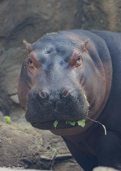 In the image, there is a large, brown and gray hippopotamus standing in a natural enclosure. The hippopotamus is facing the camera with a curious look, and it appears to be eating some grass or leaves. The enclosure features a rock wall and a dirt area where the hippopotamus is standing. The overall scene conveys a sense of a peaceful, natural setting.