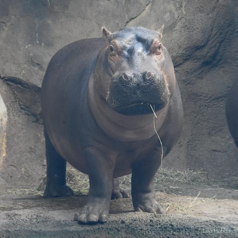 A large, dark-colored hippopotamus stands in a rocky enclosure. The hippopotamus is positioned facing the camera, appearing to be in a state of calm and stillness. Its gray, textured skin and long neck are prominent features. The enclosure is made of rock walls, providing a naturalistic environment for the animal.