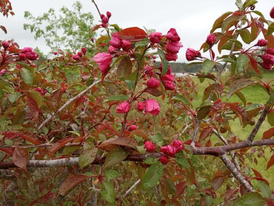 A vivid pink tree blossom, much brighter than Apple, it's crabapple. There's small fruit but I grow these just for that awesome week when the entire tree canopy is pink