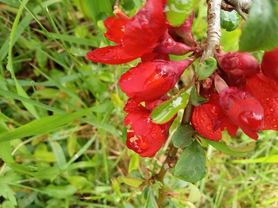 A bright red cluster of quince blossoms